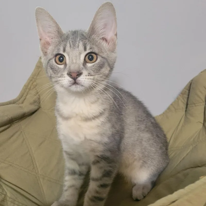 A baby small-sized female Gray / Blue / Silver Domestic Short Hair cat named Taffy for adoption in Corydon, IN