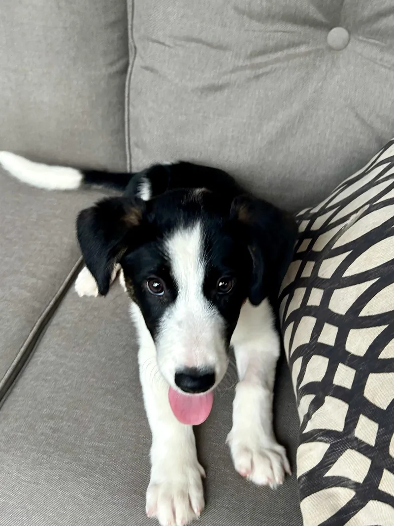 A baby large-sized male Border Collie dog named Ollie for adoption in Fosters, AL