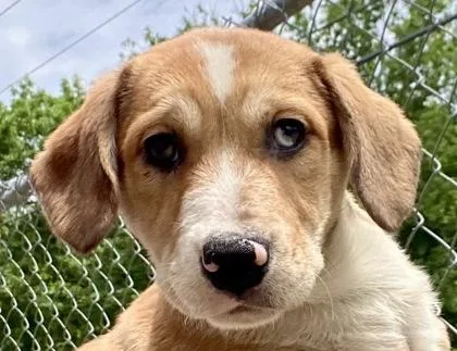 Lulu