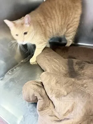 An adult medium-sized male Domestic Short Hair cat named Hudson for adoption in South Bend, IN