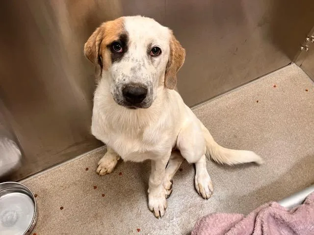 A baby small-sized female Labrador Retriever dog named Moth Man for adoption in Denver, CO