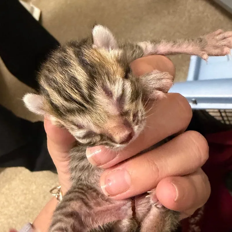 A baby small-sized female Brown / Chocolate Domestic Short Hair cat named Molly for adoption in League City, TX