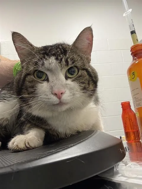 An adult small-sized male Domestic Short Hair cat named Mo for adoption in Indianapolis, IN