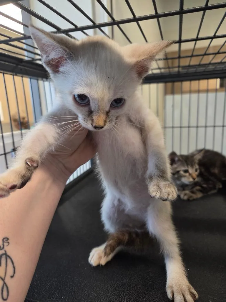 A baby small-sized female Domestic Short Hair cat named Fancy for adoption in Bossier City, LA