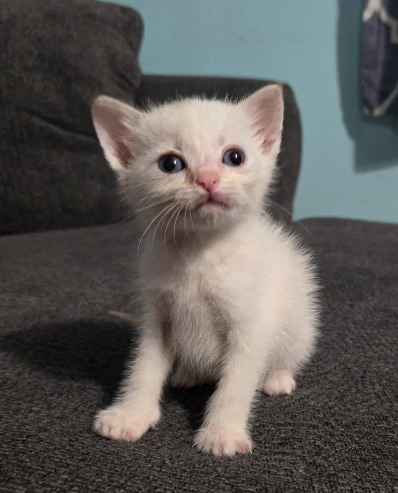 A baby medium-sized male Cream / Ivory Domestic Short Hair cat named Venice for adoption in Trophy Club, TX