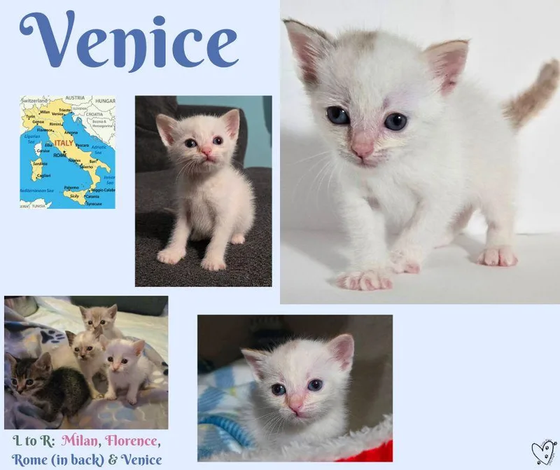 Venice thumbnail 6
