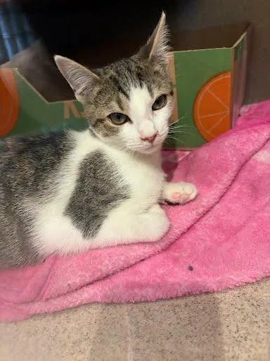 A baby small-sized female Domestic Short Hair cat named Julianna for adoption in Washington, DC
