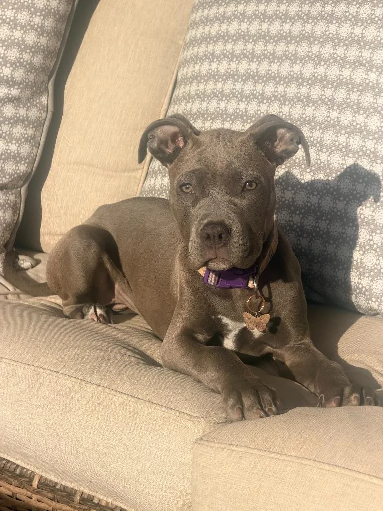 Jazmine