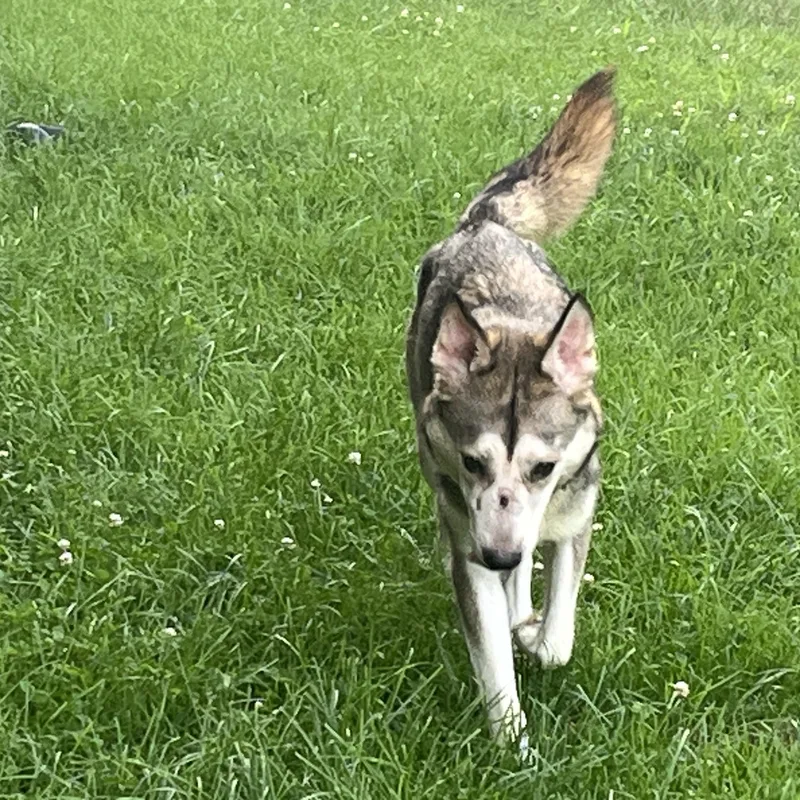A young medium-sized female Merle (Red) Siberian Husky dog named Nova for adoption in Brentwood, TN