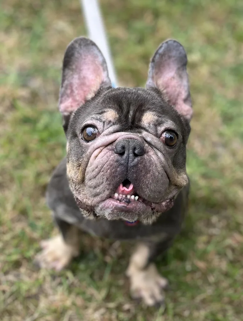 A young small-sized female French Bulldog dog named Charlotte for adoption in Egg Harbor City, NJ