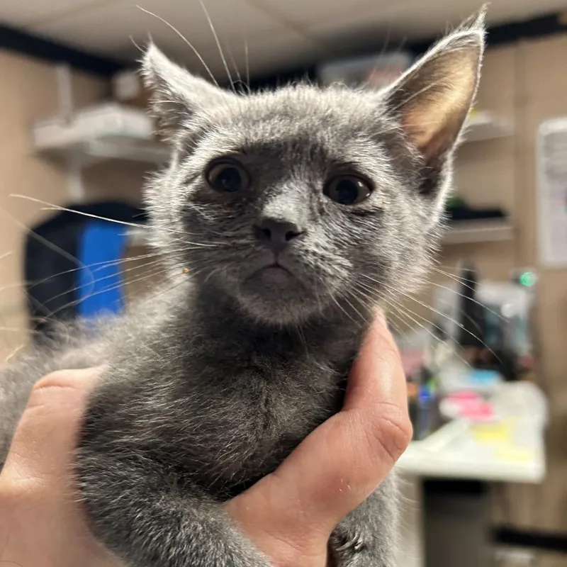 A baby small-sized male Gray / Blue / Silver Domestic Short Hair cat named Kerchak for adoption in Newport, NC