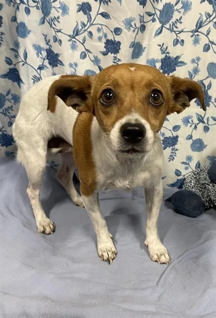 An adult small-sized female Parson Russell Terrier dog named A for adoption in Modesto, CA