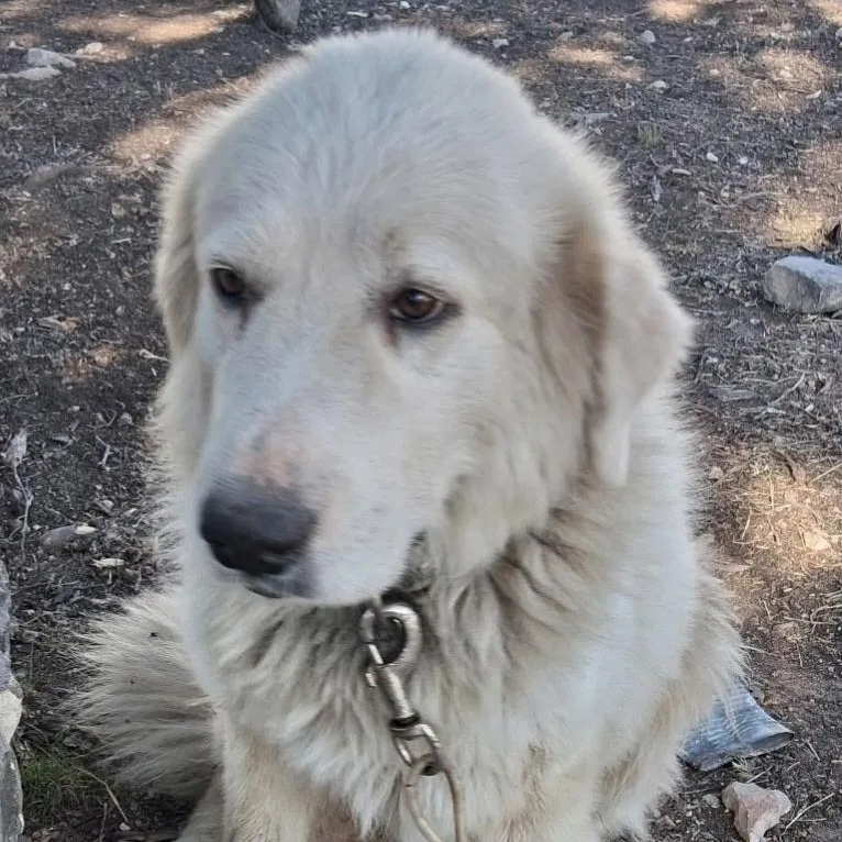 An adult medium-sized female Great Pyrenees dog named Maggie for adoption in Boerne, TX