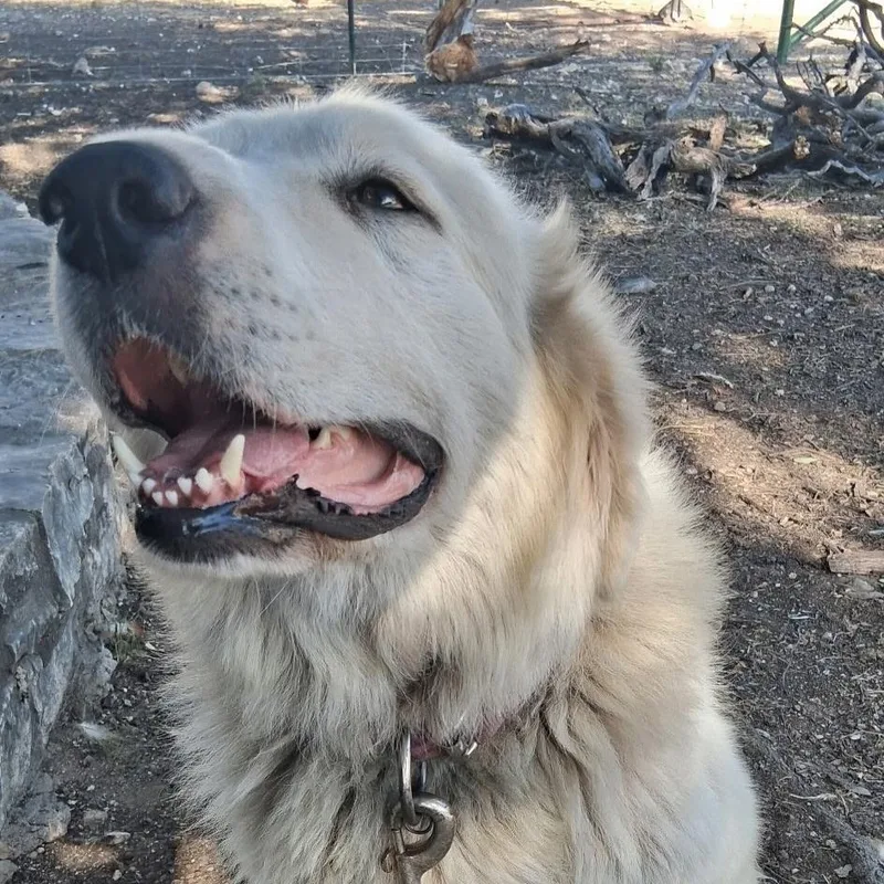 Maggie thumbnail 2