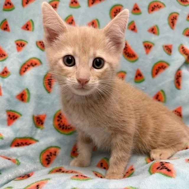 A baby small-sized female Orange / Red Domestic Short Hair cat named Creamsicle for adoption in Long Beach, CA