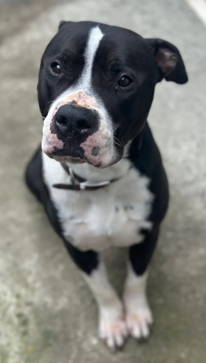 A young medium-sized male American Staffordshire Terrier dog named Cooper for adoption in Lakeside, CA