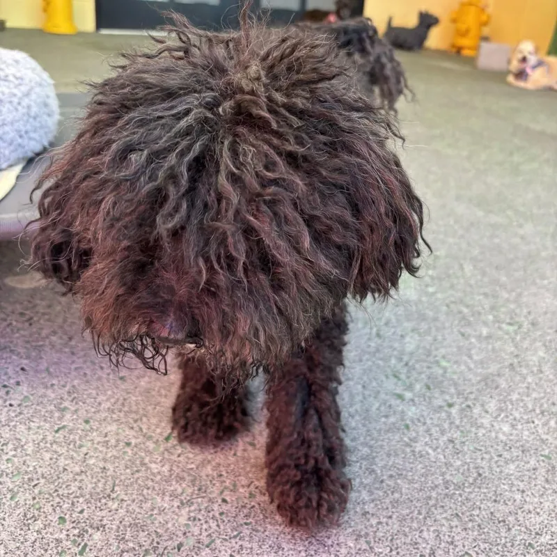 A senior small-sized male Black Miniature Poodle dog named Jacuzzi for adoption in San Francisco, CA