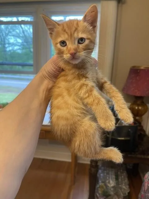 A young medium-sized male Tabby (Orange / Red) Domestic Short Hair cat named Miso for adoption in Nutley, NJ