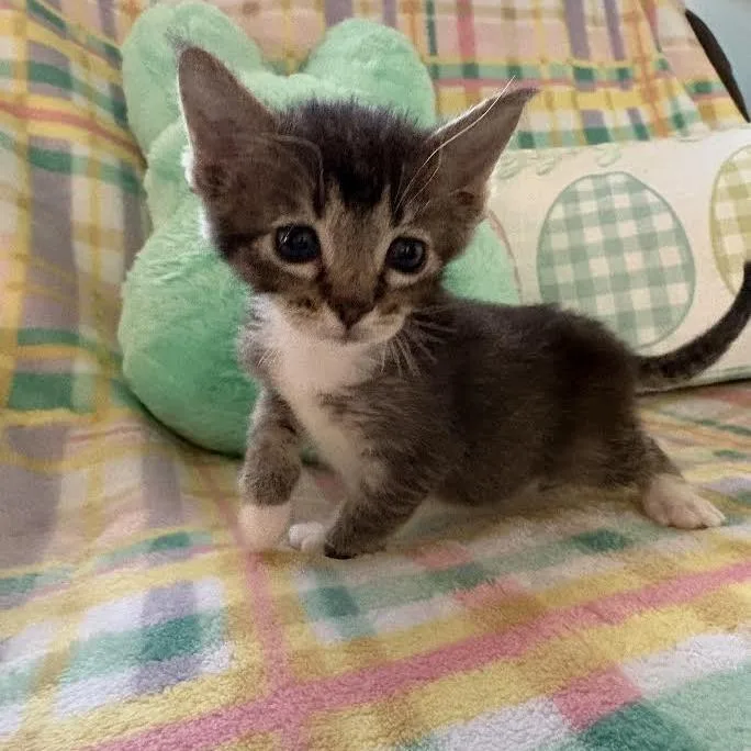 A baby small-sized female Brown / Chocolate Domestic Short Hair cat named Dorthea for adoption in Chaska, MN