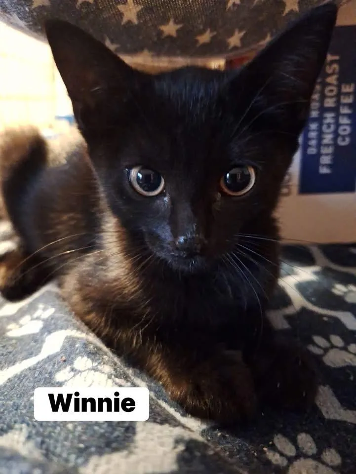 A baby small-sized female Black Domestic Short Hair cat named Winnie for adoption in Turnersville, NJ