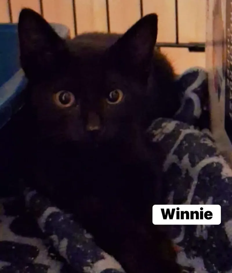 Winnie thumbnail 2