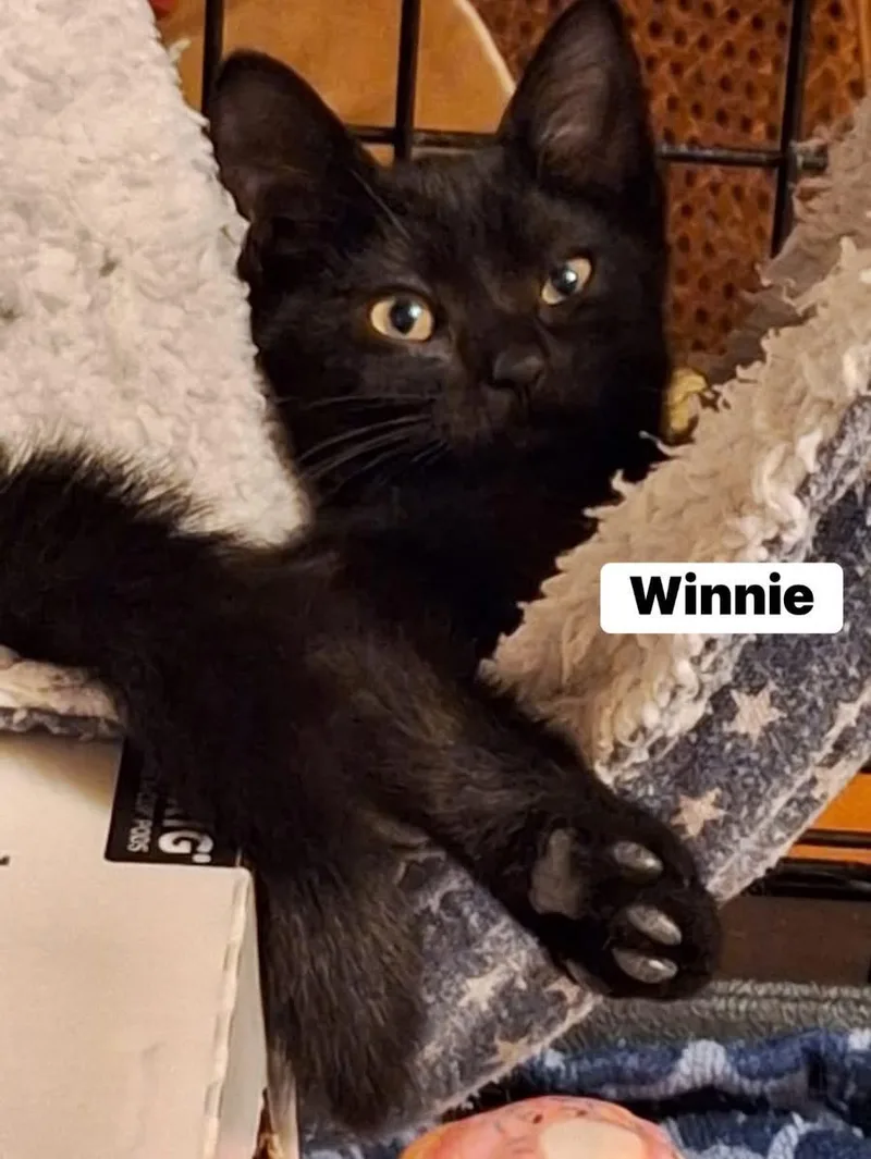 Winnie thumbnail 3