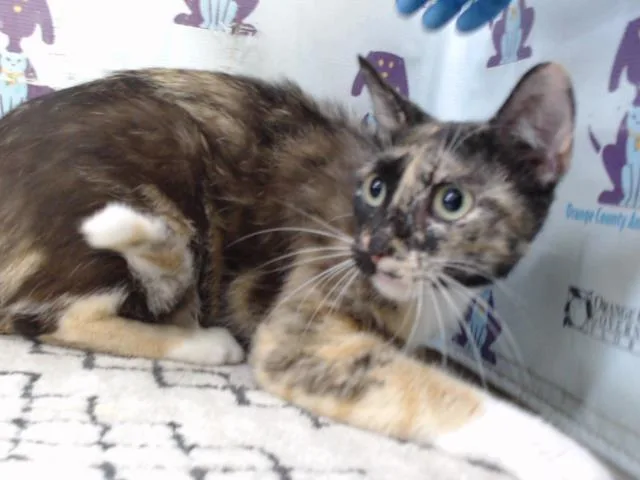 A young small-sized female Domestic Short Hair cat named Sasha for adoption in Orlando, FL