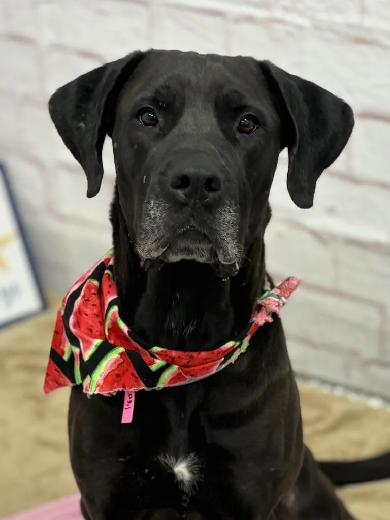 An adult large-sized female Mixed Breed dog named Pegla for adoption in Detroit, MI