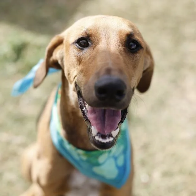 A young large-sized female Redbone Coonhound dog named Luna for adoption in San Antonio, TX