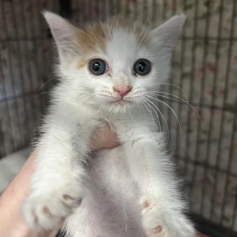 A baby small-sized female White Domestic Short Hair cat named Anastasia for adoption in Point Richmond, CA