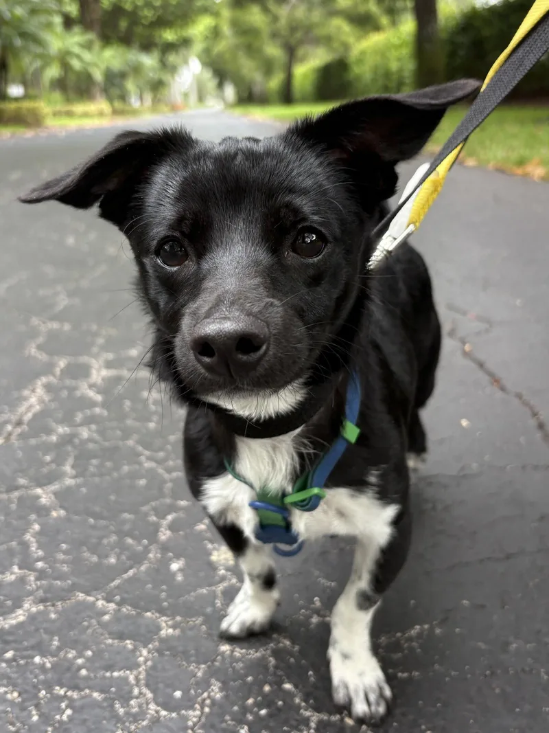 An adult small-sized male Dachshund dog named Biscotti for adoption in Margate, FL
