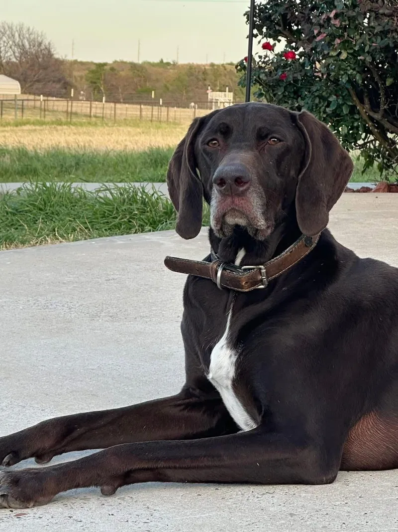 Charlie  Charming Companion