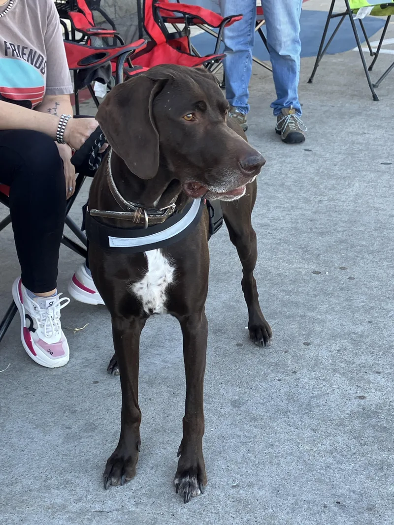 Charlie  Charming Companion thumbnail 4