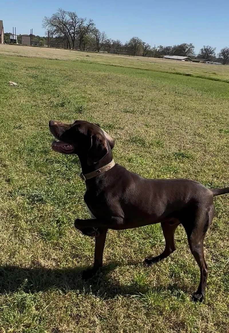 Charlie  Charming Companion thumbnail 5