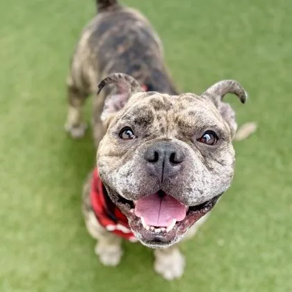 An adult medium-sized male American Bulldog dog named Muggs for adoption in Largo, FL