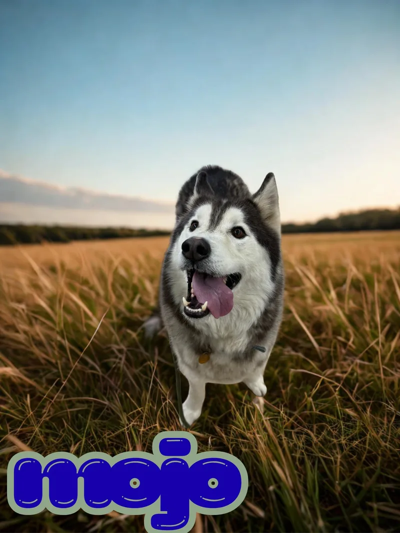 A senior medium-sized male White / Cream Husky dog named Mojo for adoption in Orleans, VT