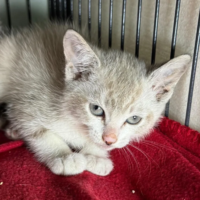 A baby medium-sized female Domestic Short Hair cat named Misty for adoption in Saginaw, MI