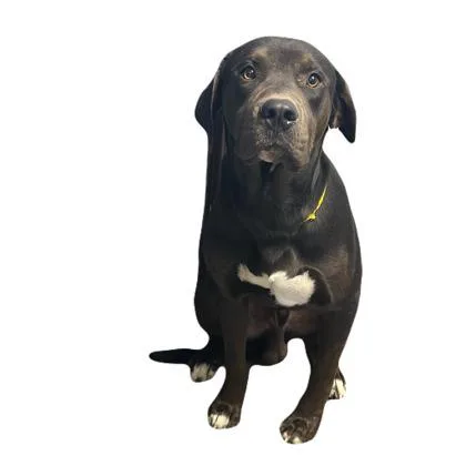 A young large-sized male Labrador Retriever dog named Sushi for adoption in Red Bluff, CA