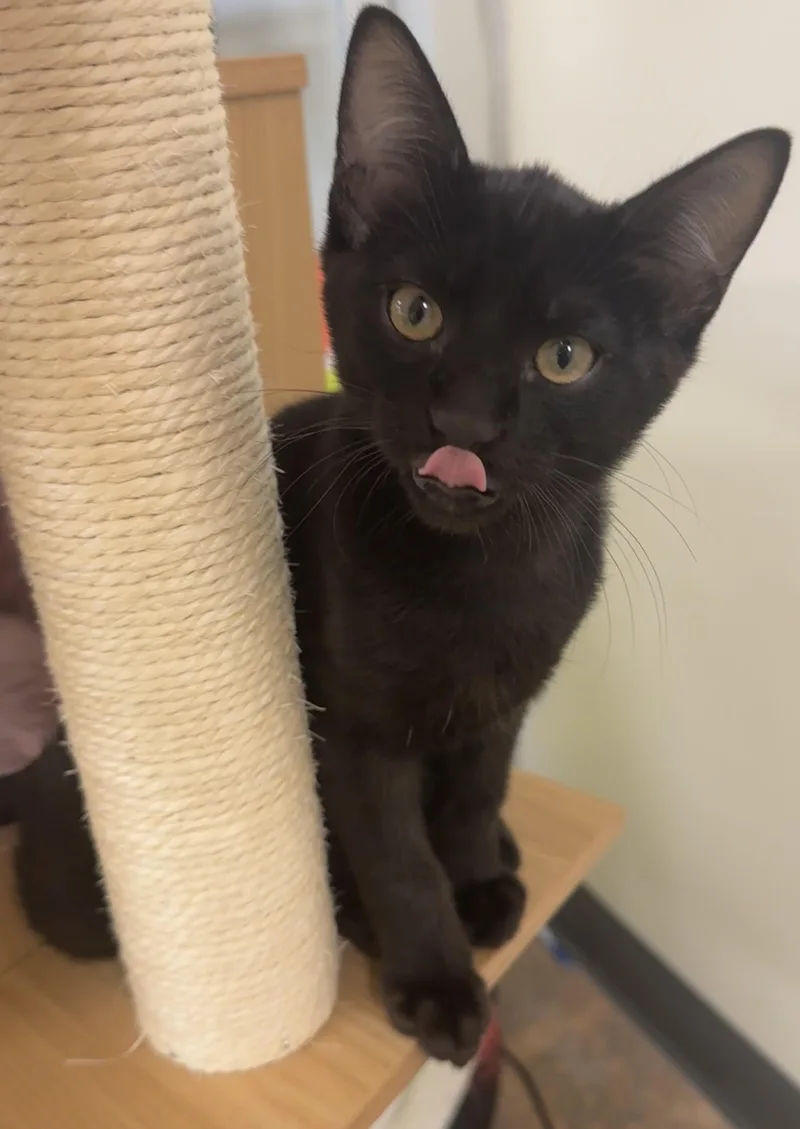 A baby small-sized male Black Bombay cat named Percy for adoption in Houston, TX