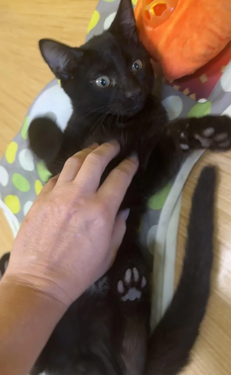 Percy thumbnail 4