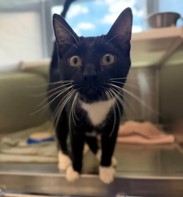 A young medium-sized male Domestic Short Hair cat named Sylvester for adoption in Brighton, CO