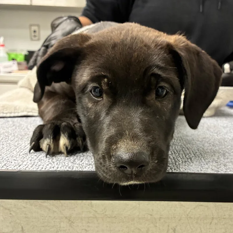 A baby small-sized female Black Anatolian Shepherd dog named Smokey for adoption in Abilene, TX