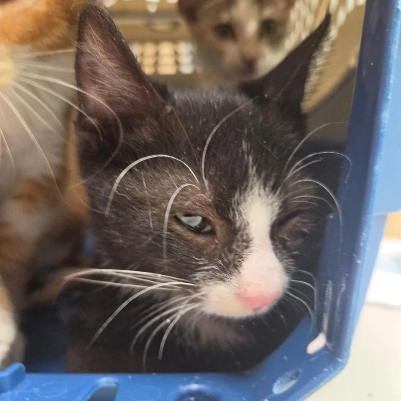 A baby small-sized male Black Domestic Short Hair cat named King Ghidorah for adoption in Leander, TX