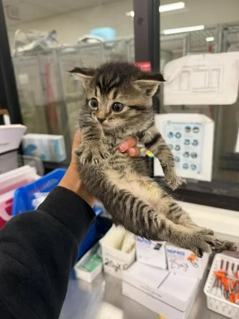 A baby small-sized male Domestic Short Hair cat named Ralph for adoption in Santa Maria, CA