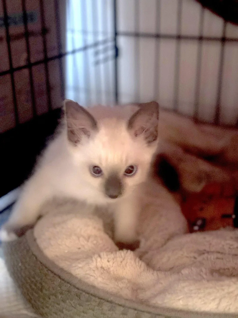 Runty thumbnail 3