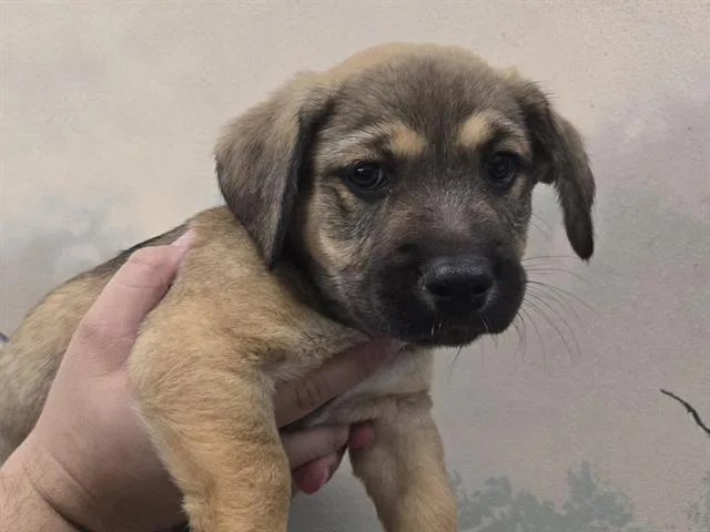 A baby small-sized female Shepherd dog named Ivy for adoption in Palo Alto, CA