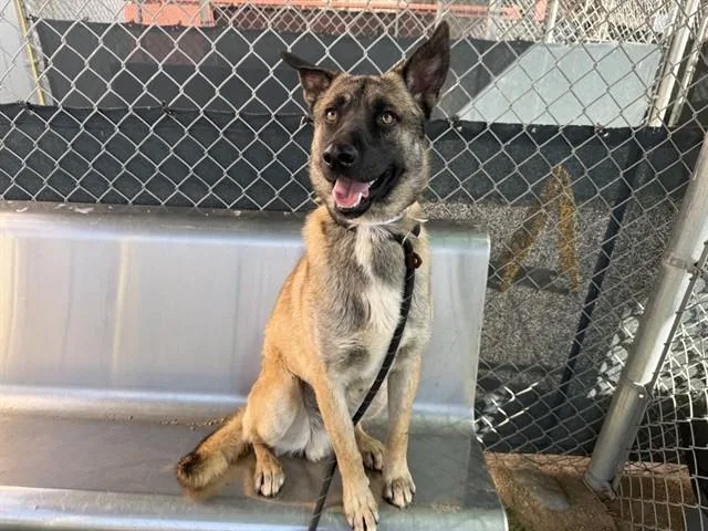 A young large-sized male German Shepherd Dog dog named Felix for adoption in Phoenix, AZ