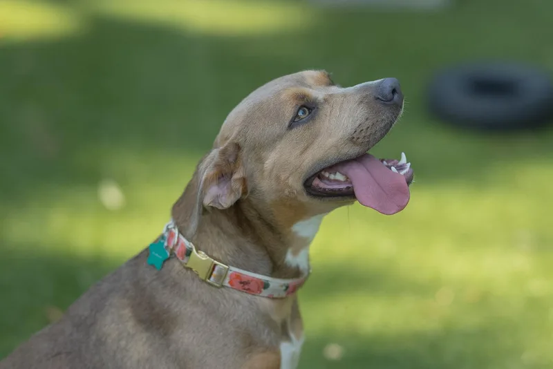 A young medium-sized female Brown / Chocolate Mixed Breed dog named Ella for adoption in Orlando, FL