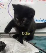 A baby small-sized male Black Domestic Short Hair cat named Odie for adoption in Moline, IL