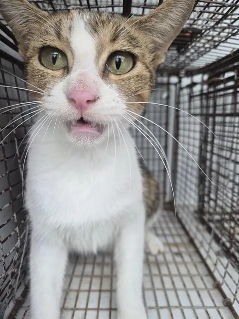 A young medium-sized female Domestic Short Hair cat named A for adoption in Houston, TX